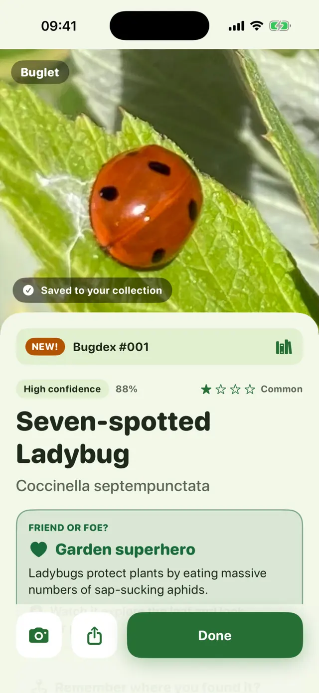Buglet app screen: A Seven-spotted Ladybug: a garden superhero