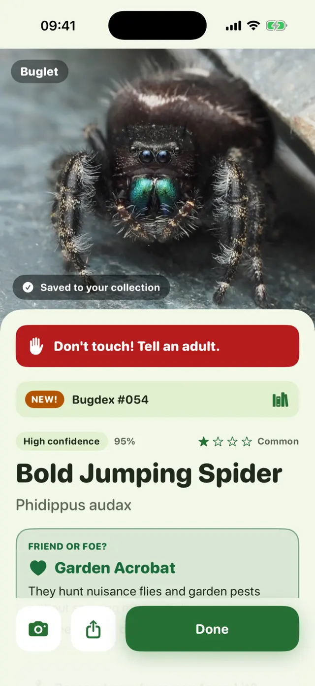 Buglet app screen: A jumping spider: don't touch, tell an adult